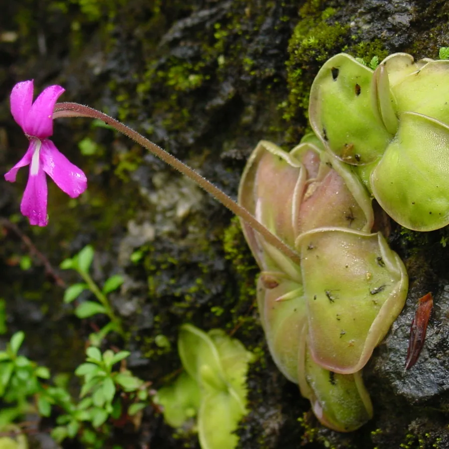 Pinguicula moranensis
