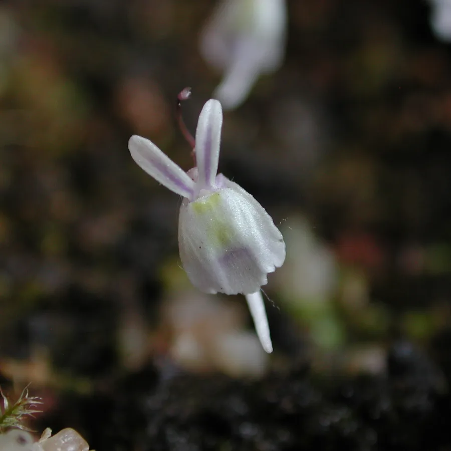 Utricularia sandersonii