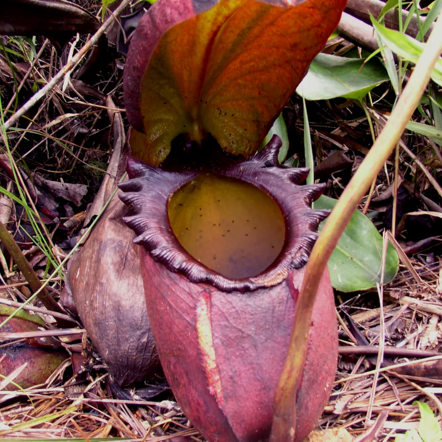 Nepenthes rajah