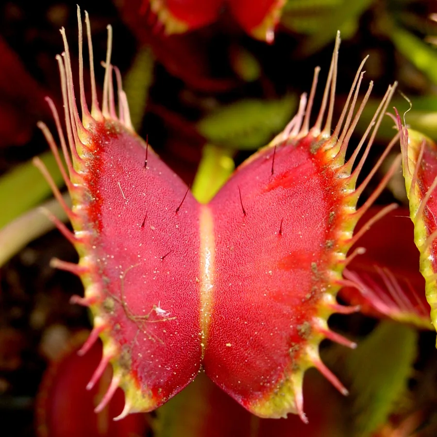 Dionaea muscipula All Green
