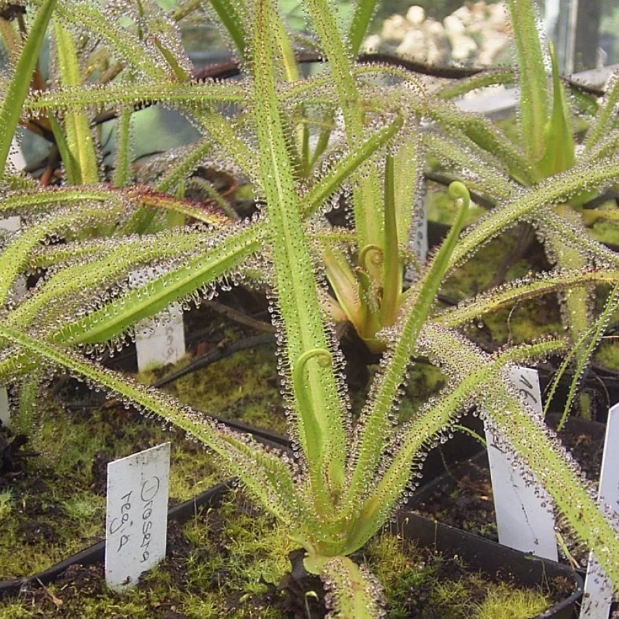 Drosera regia