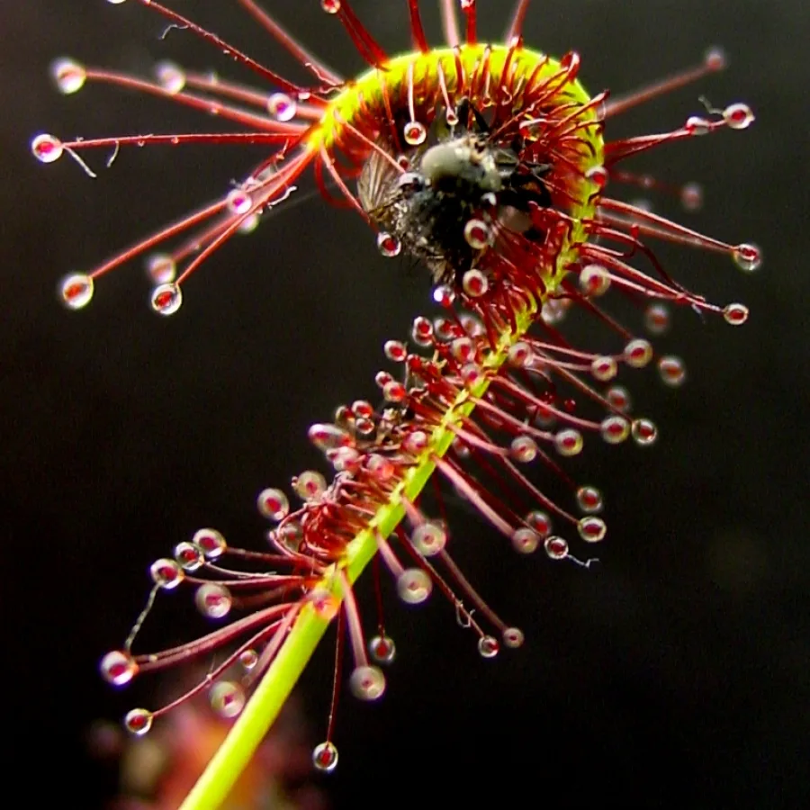 Drosera capensis Seeds — 50 seeds