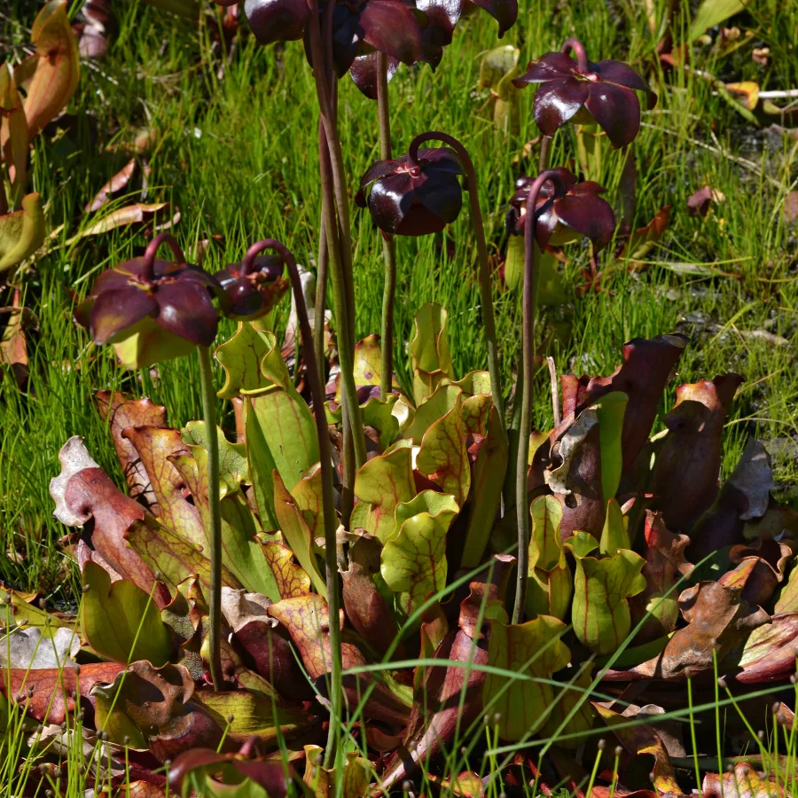 Sarracenia Mixed Species Seeds — 10 seeds