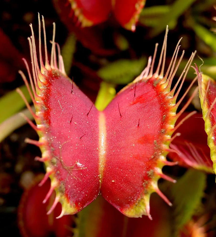 Beginner Carnivorous Plant Starter Bundle