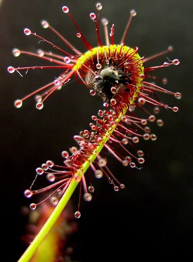 Beginner Carnivorous Plant Starter Bundle