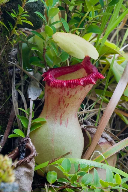 Nepenthes Lovers Duo