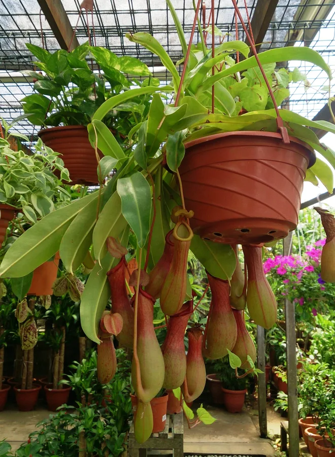 Nepenthes Lovers Duo