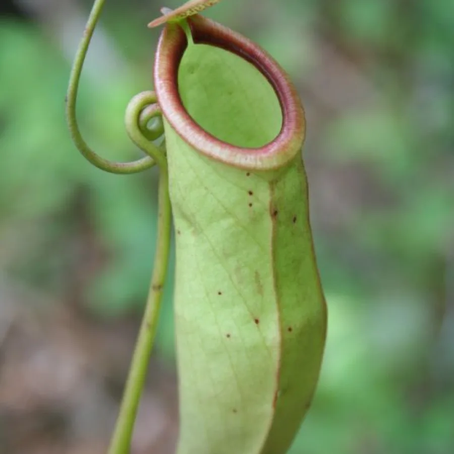 Nepenthes mirabilis Seeds — 25 seeds