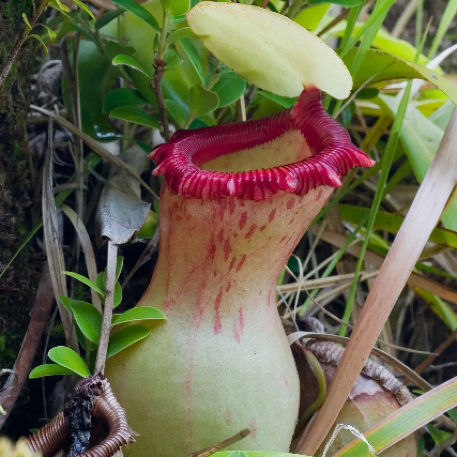 Nepenthes ventricosa Fresh Pollen — 1 vial