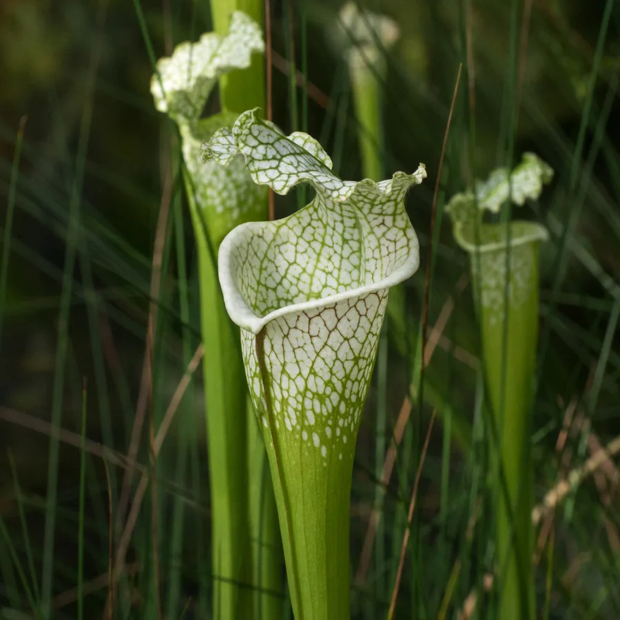Sarracenia flava x leucophylla Pollen — 1 vial