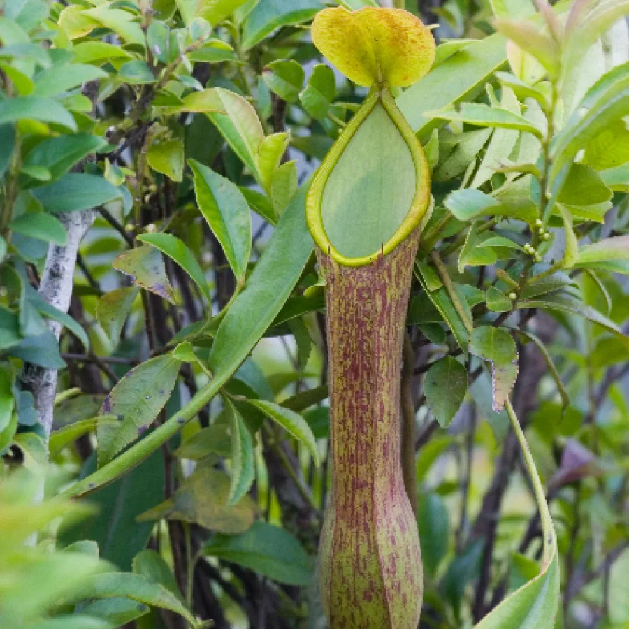 Nepenthes x viking Unrooted Vine Cutting