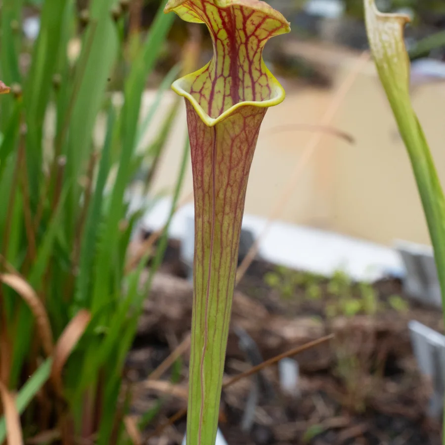 Sarracenia flava var. ornata Rhizome Division