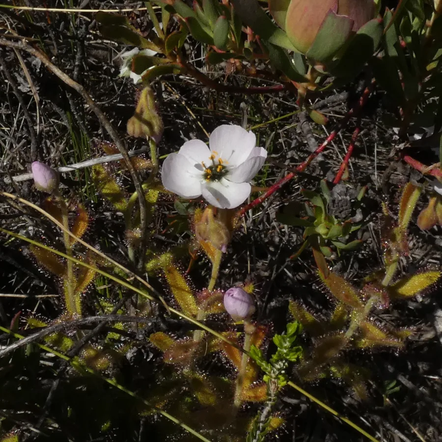 Drosera cistiflora Tubers — 5 pack