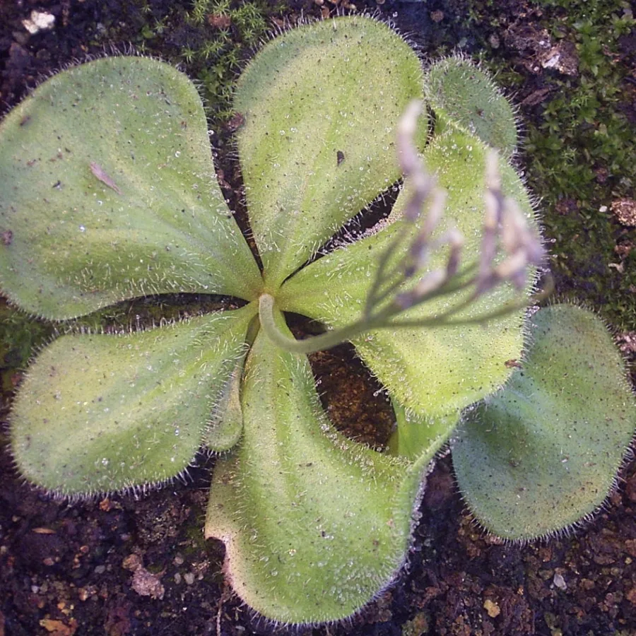 Drosera erythrorhiza ssp. erythrorhiza Tubers — 3 pack