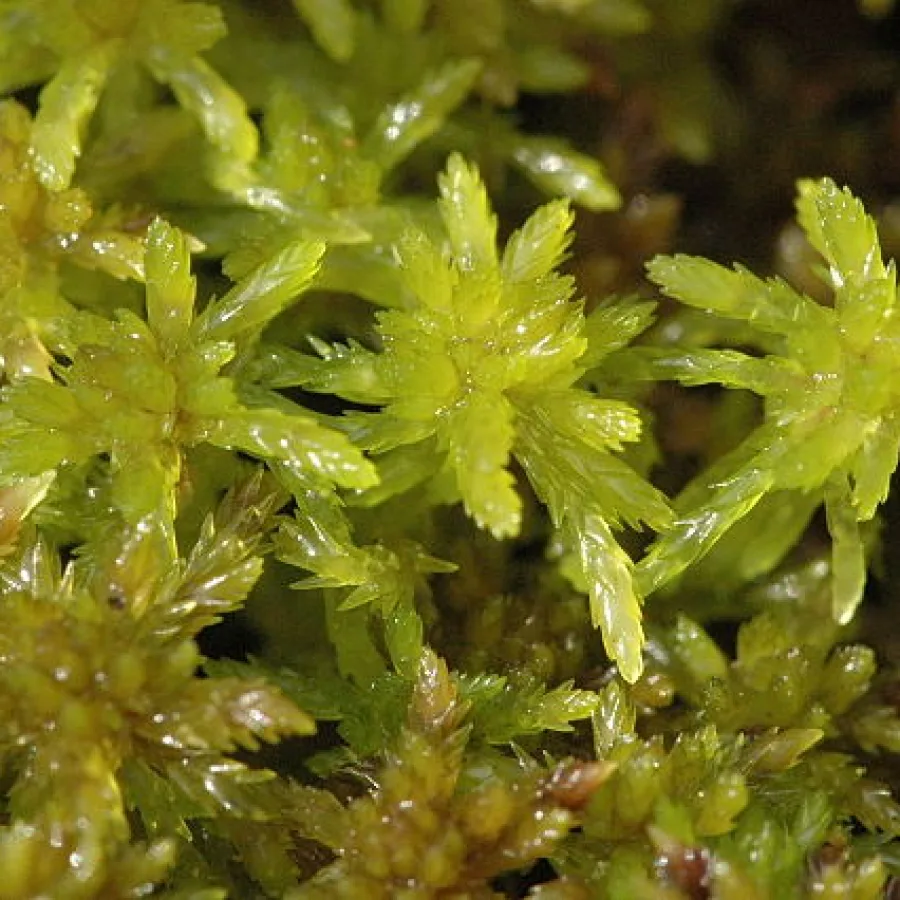 CP Starter Kit — Pot + Sphagnum + Care Card