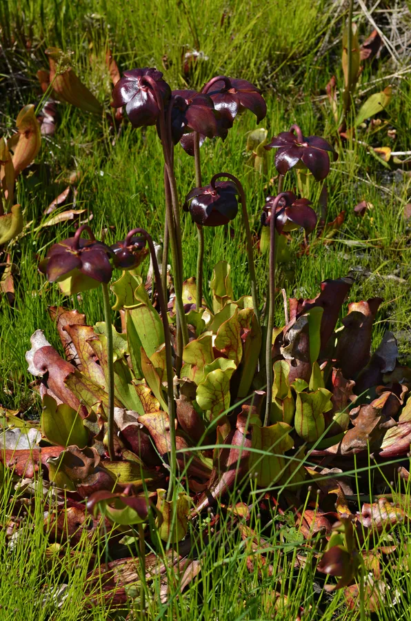 Sarracenia purpurea ssp. venosa
