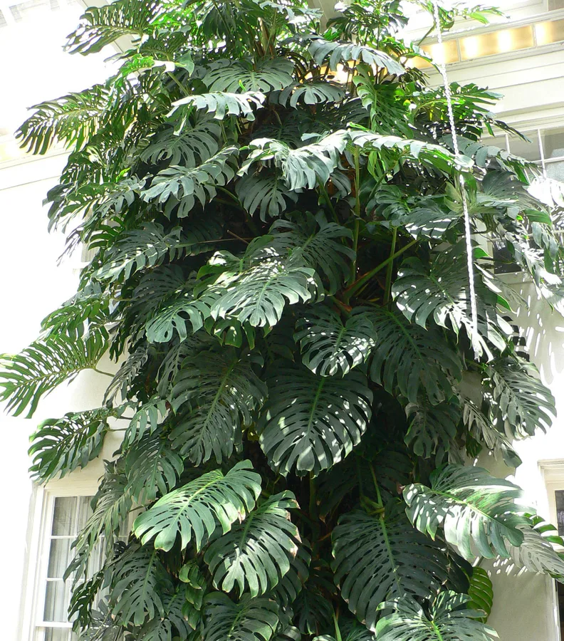 Monstera deliciosa 'Thai Constellation'