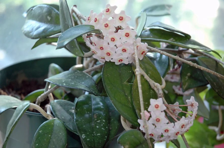 Hoya carnosa 'Krimson Queen'
